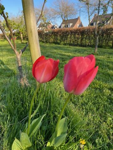 B&B Boerderij De Vaete - Duurzaam Genieten In De Zak Van Zuid-Beveland Heinkenszand ภายนอก รูปภาพ